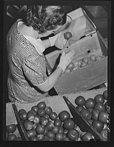 5 Yakima picking apples LOC