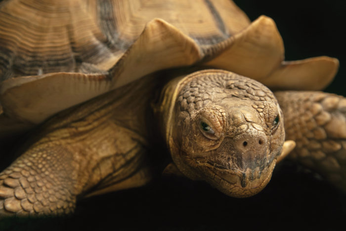Snorkel tortoise 9836